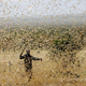 A man attempts to fend-off a swarm of desert locusts at a ranch near the town of Nanyuki in Laikipia county, Kenya, Feb. 21, 2020.